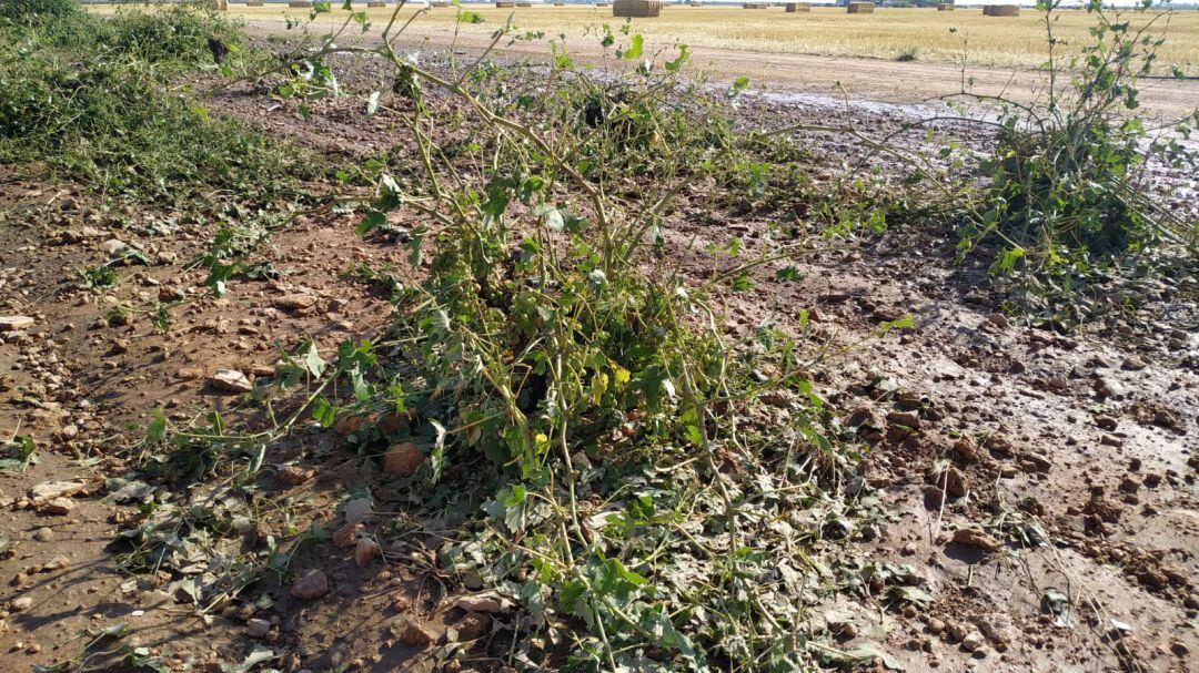 Vides destrozadas por el granizo en Socuéllamos