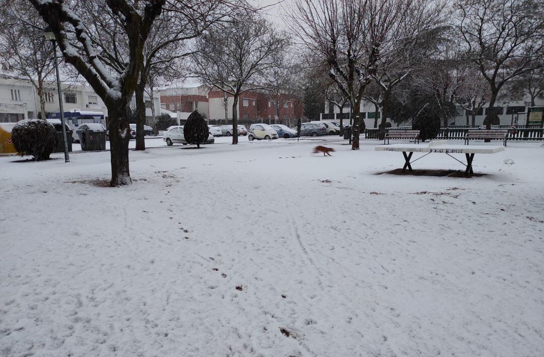 Ciudad Real ha despertado con un manto blanco de nieve