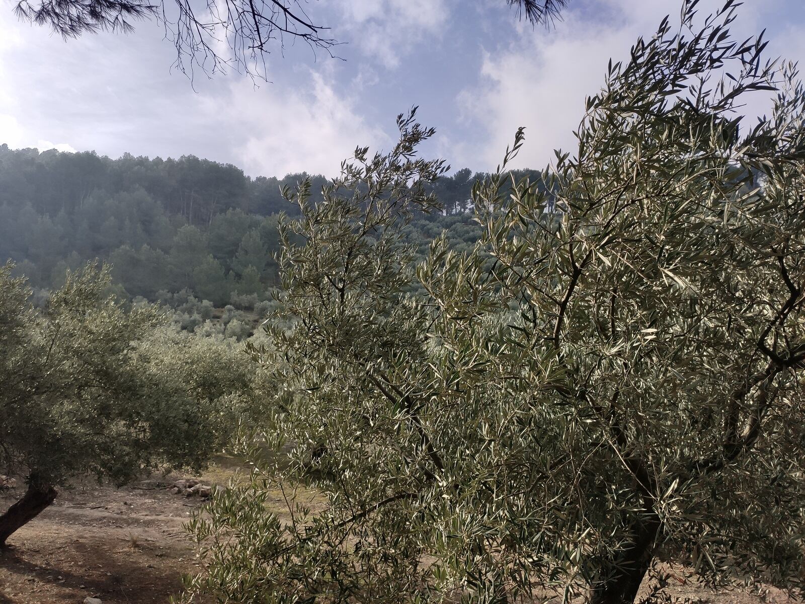 Paisaje de olivares en unos terrenos de Jaén capital durante un día soleado