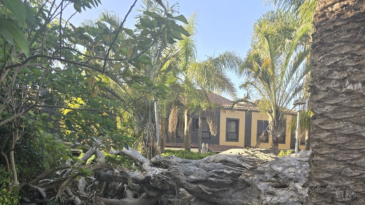 Dos meses con un drago caído en un patio de vecinos de La Laguna: "El Ayuntamiento no dice quién lo debe quitar"