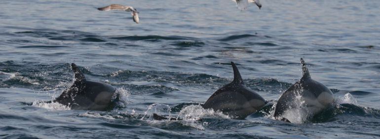 Delfines en la Bahía de Algeciras