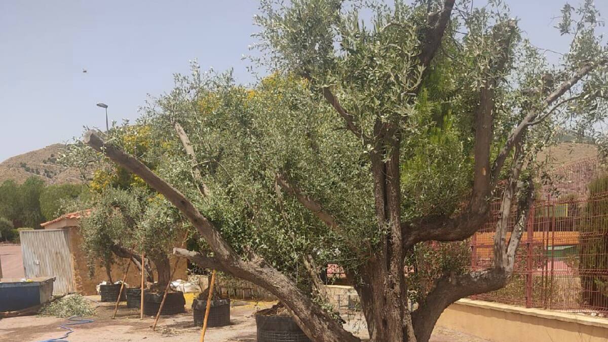 19 grandes olivos han sido salvados en Lorca