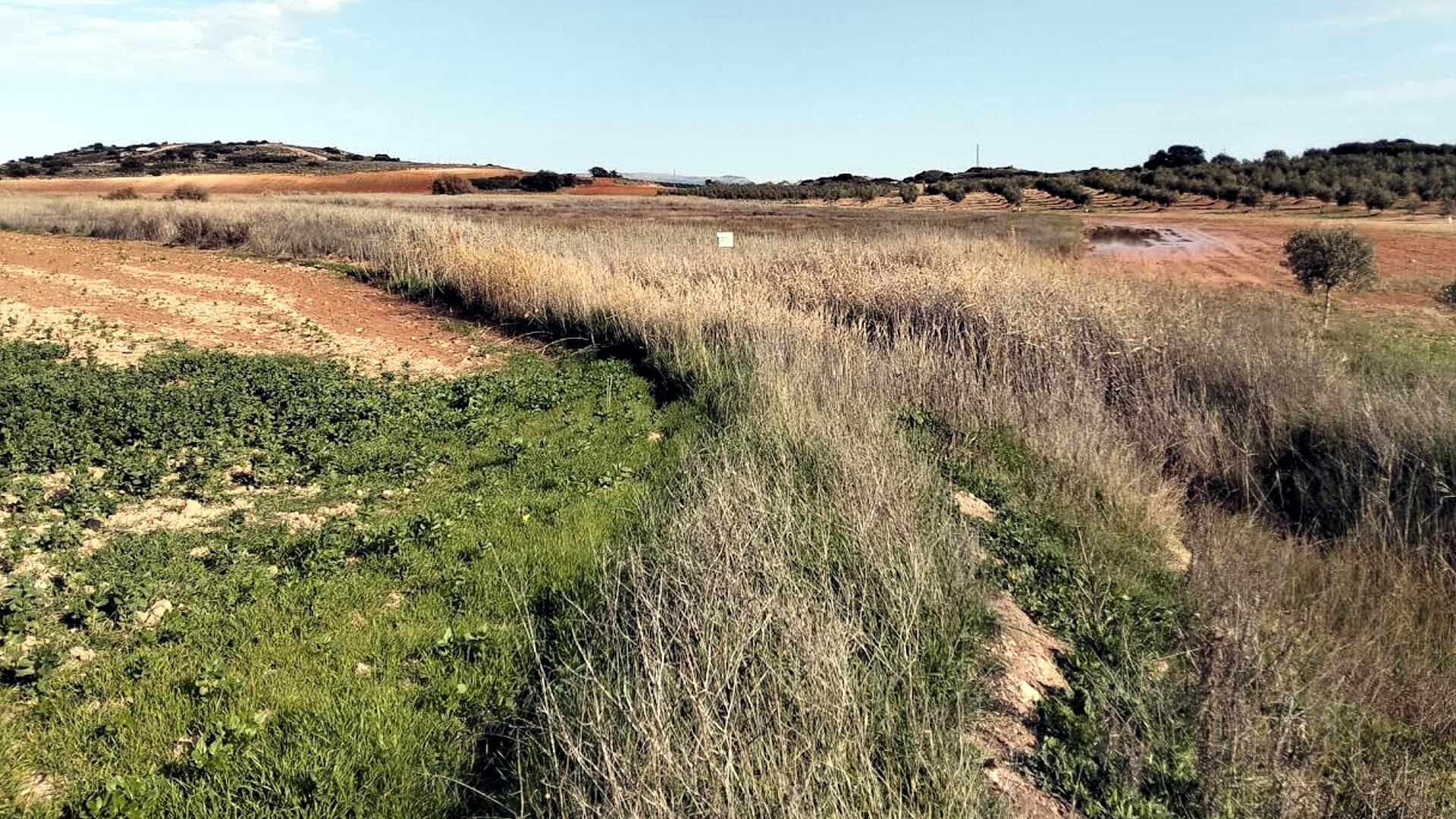 Laguna Camuñas (Campillos)