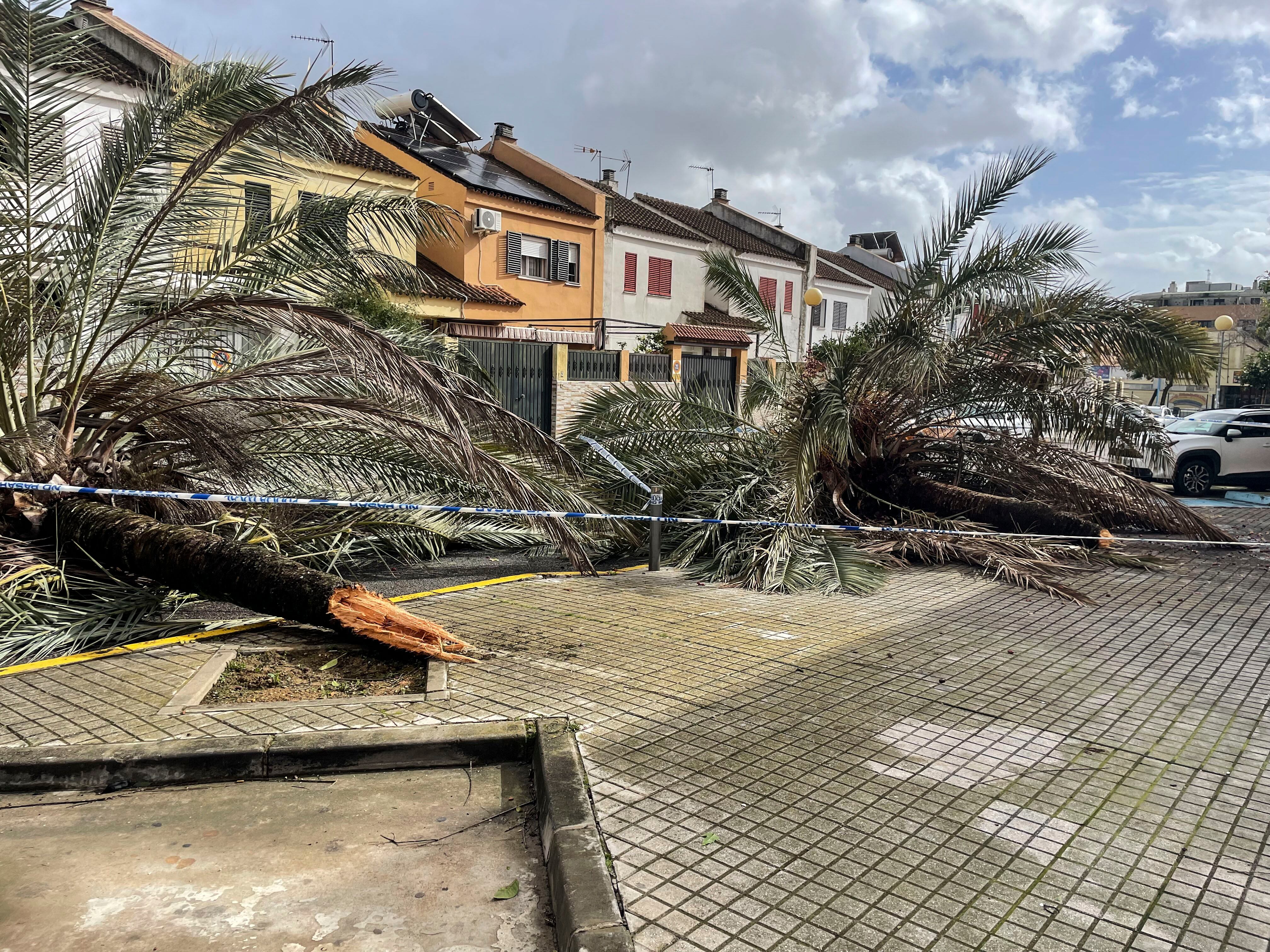 Vista de los daños causados por la tormenta de agua y viento de este lunes en distintas localiza del municipio sevillano de Mairena del Aljarafe