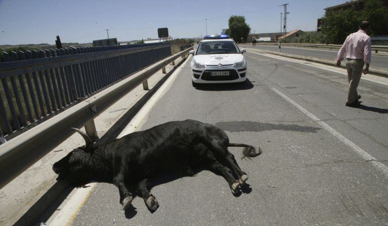 Vista del toro que se ha escapado de las inmediaciones de la plaza de toros de Talavera de la Reina y que posteriormente ha sido abatido por agentes de movilidad tras embestirle con un coche a la salida del Puente del Príncipe