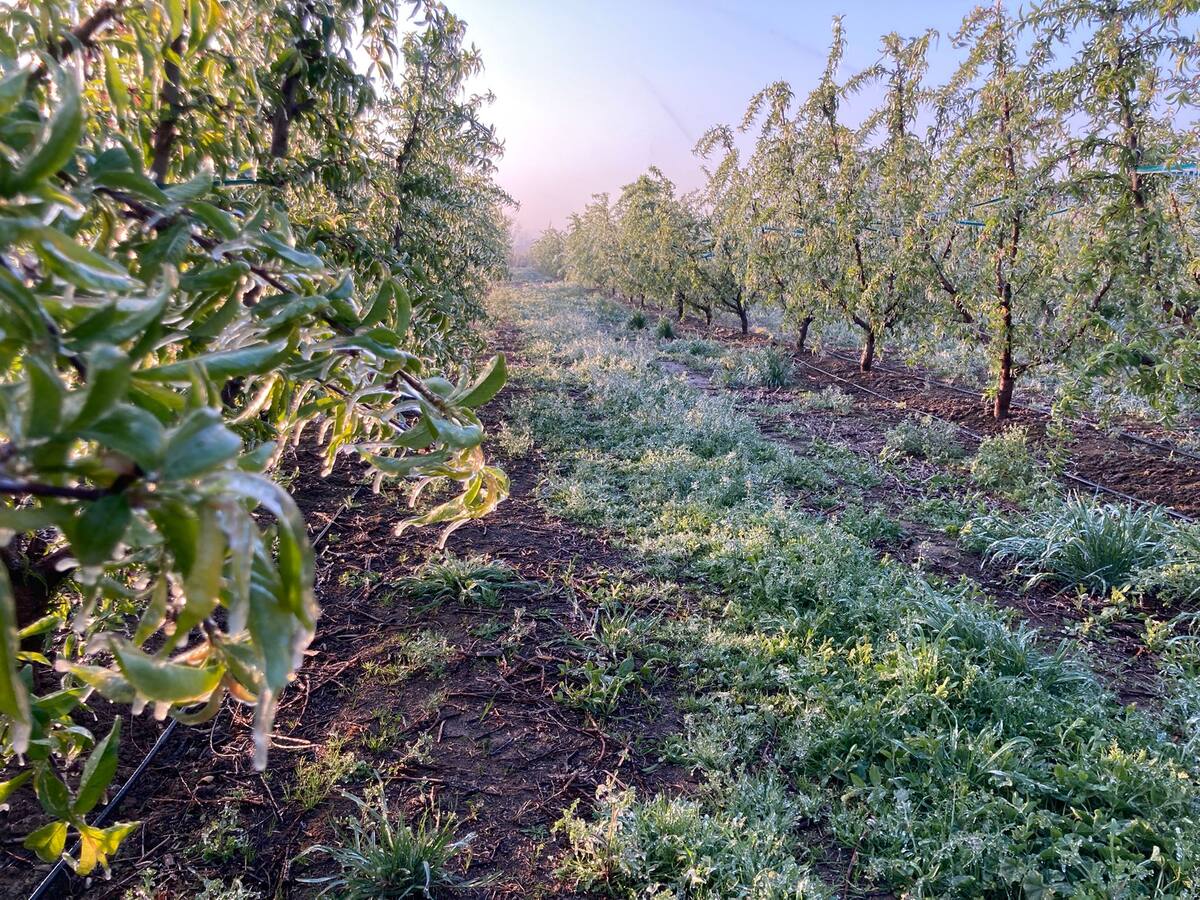 Unió de Pagesos denuncia que Acció Climàtica obliga a retornar ajuts a la fruita per les gelades de 2022
