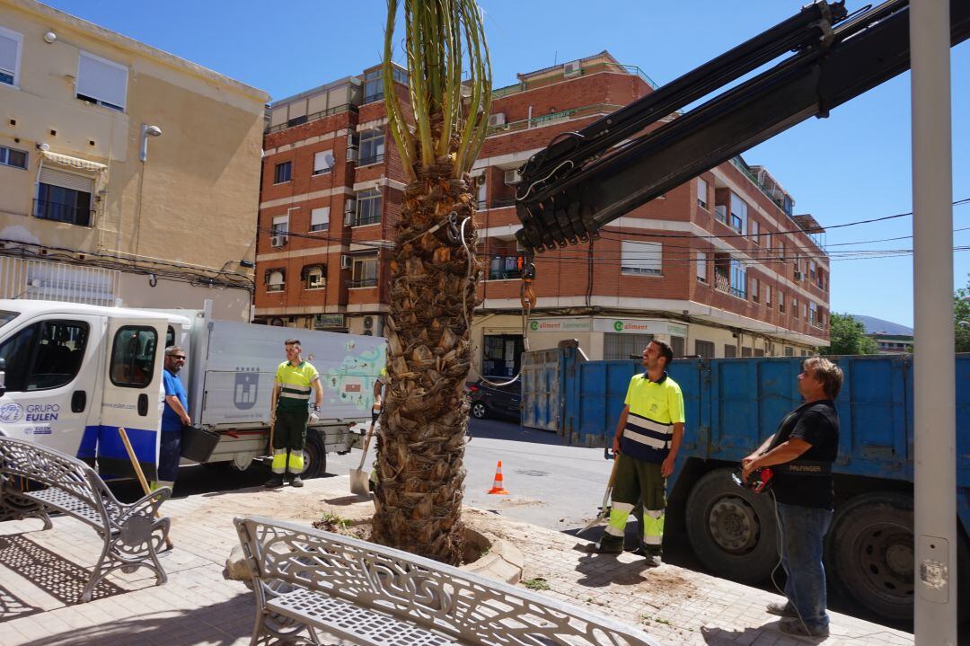 Nueva palmera para el barrio Virgen de la Salud