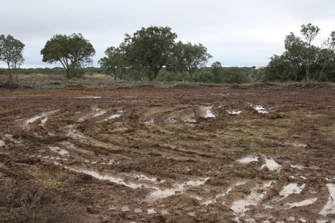 Imagen de un paraje del Monte afectado por la tala