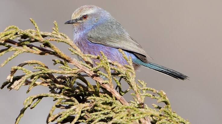 Nómada del viento: Ave del año (14/01/2025)