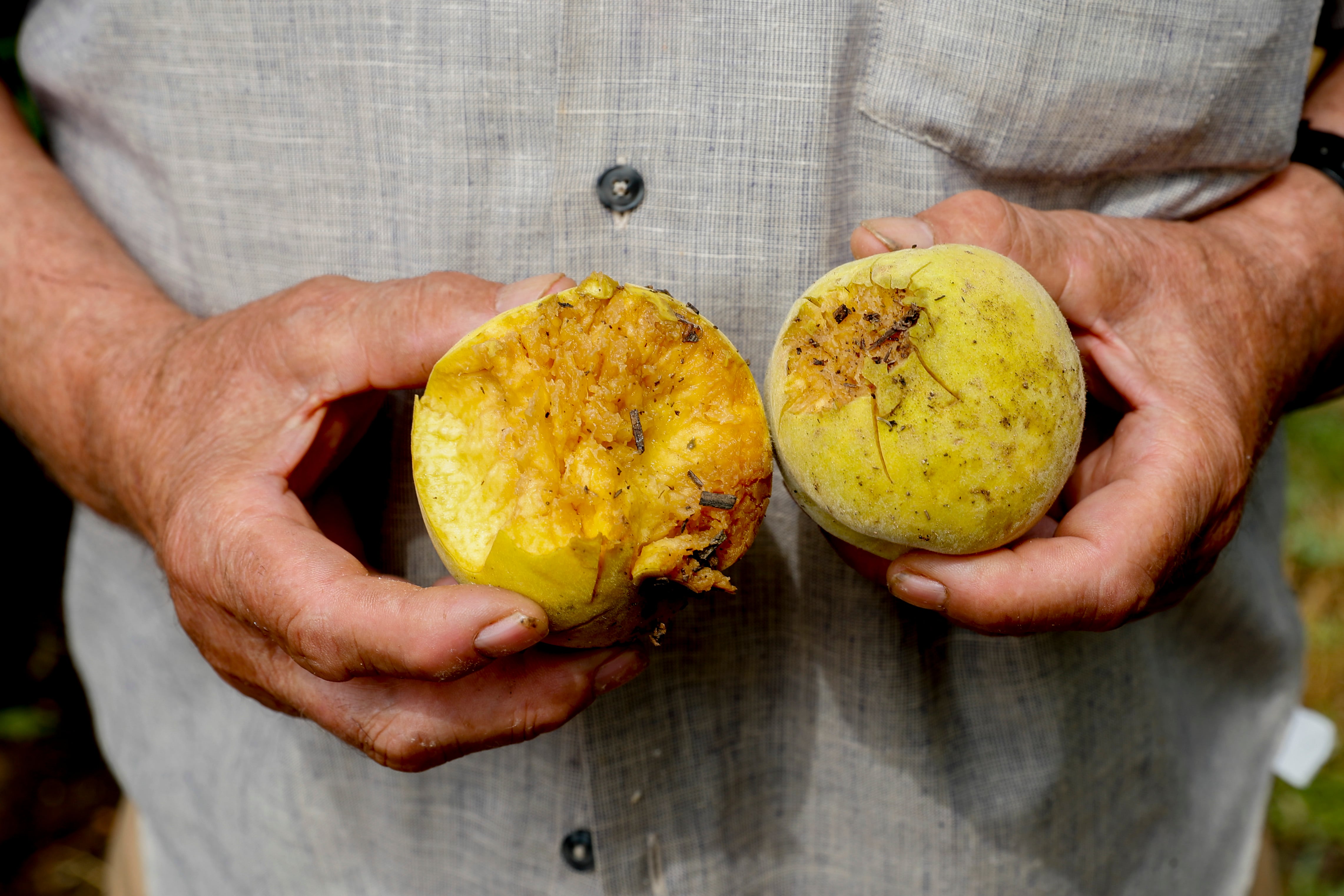 Un agricultor muestra las piezas de fruta destrozadas por la granizada  del pasado 6 de julio que se registró en numerosas zonas del Bajo Aragón turolense que afectó especialmente al entorno de Calanda y con ello a su producto estrella, el melocotón con denominación de origen, cuya cosecha se ha podido ver afectada hasta en un 60 por ciento. EFE/ Javier Cebollada