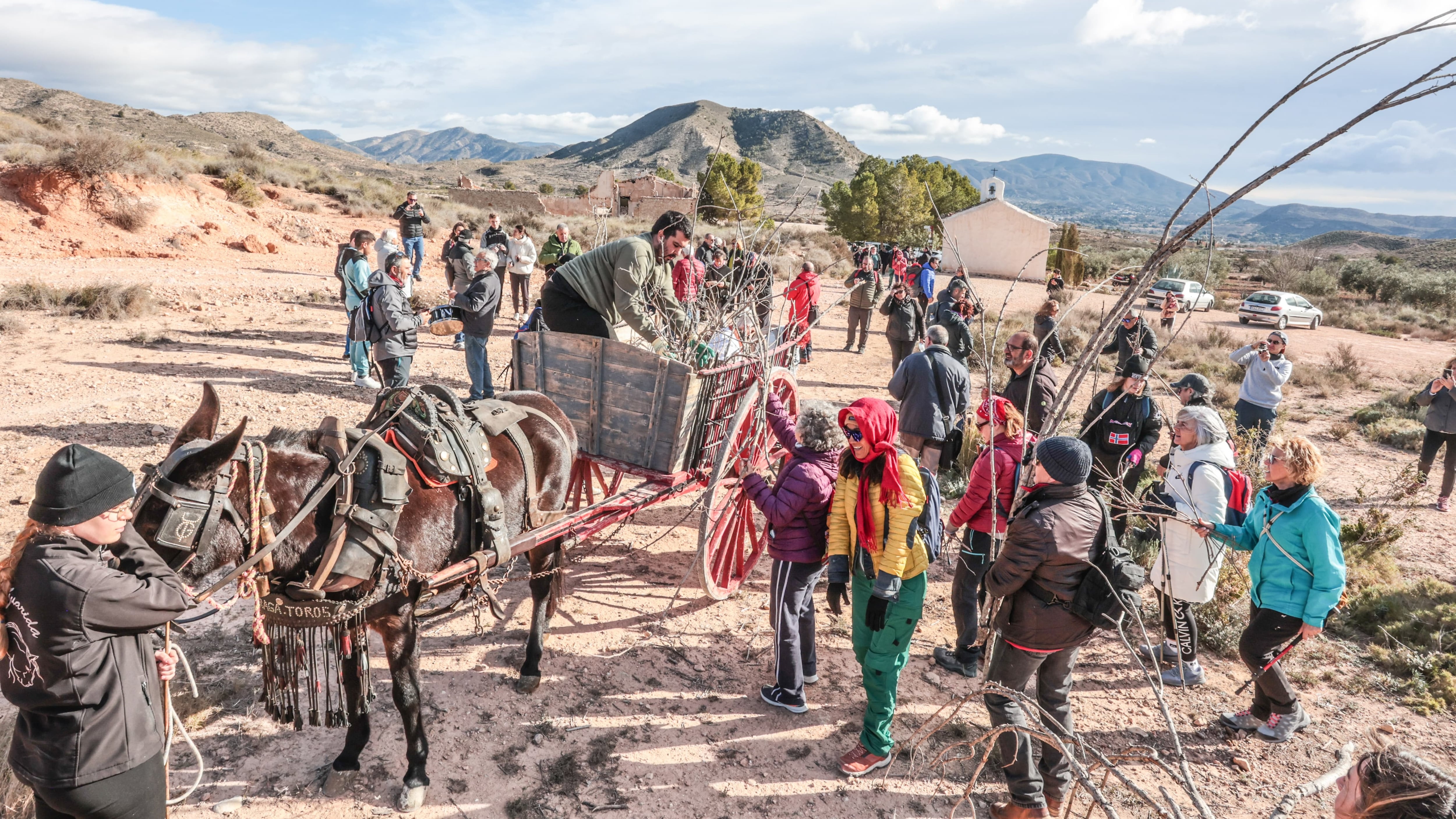 Los eldenses participan, un año más, en la Recogida de leña para San Antón