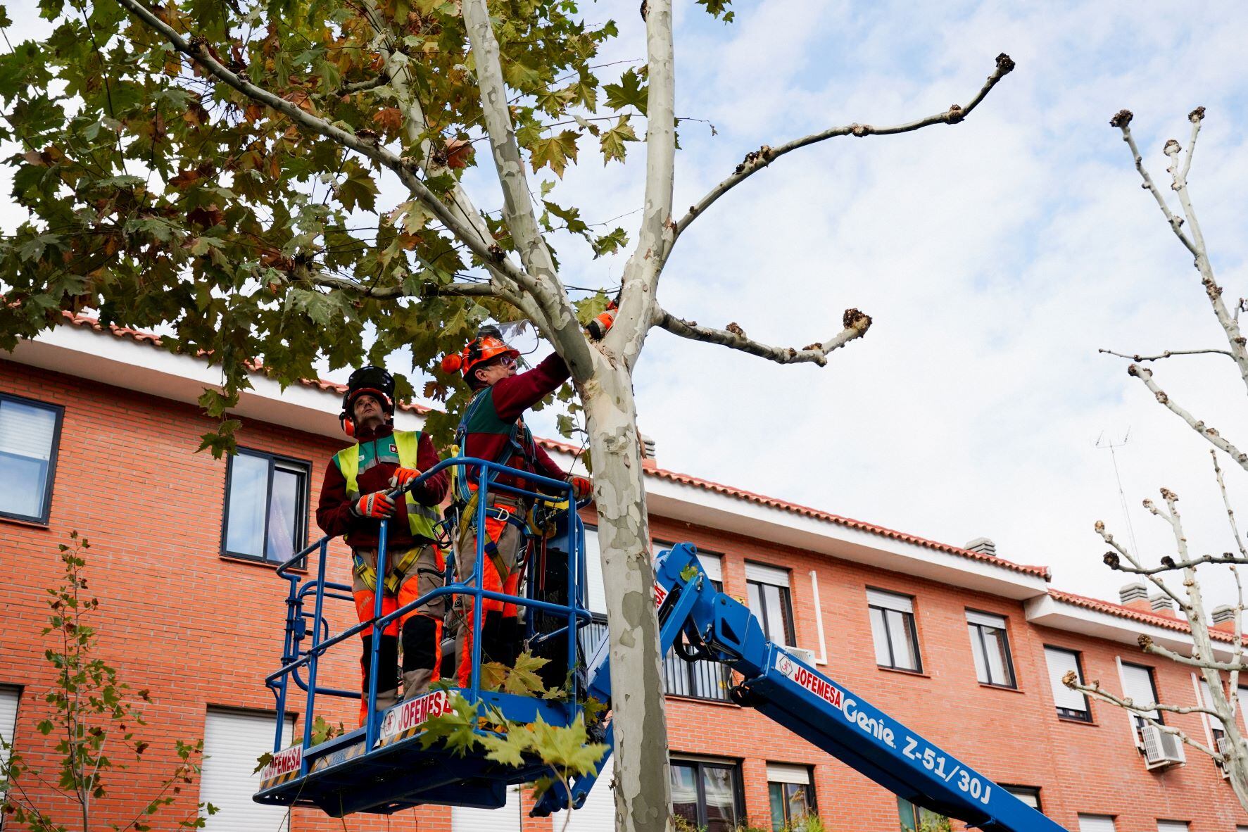 La campaña de poda de Sanse actuará sobre más de 6.600 árboles