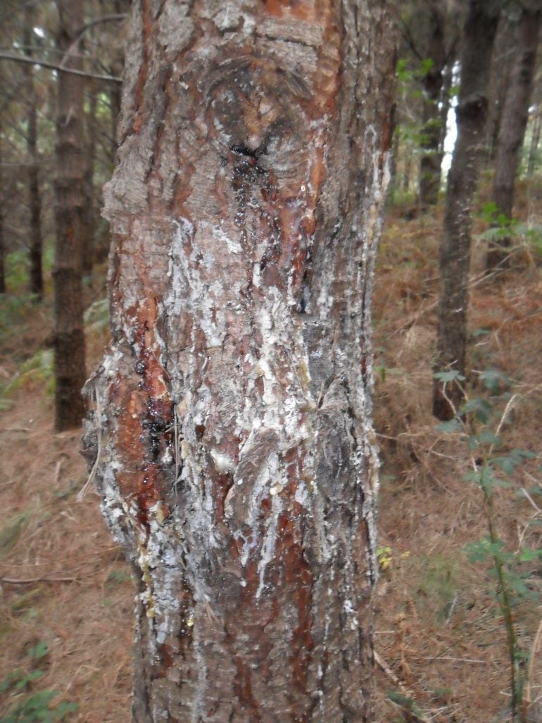 Imagen de un ejemplar de Pinus Radiata afectado por el chancro resinoso. 