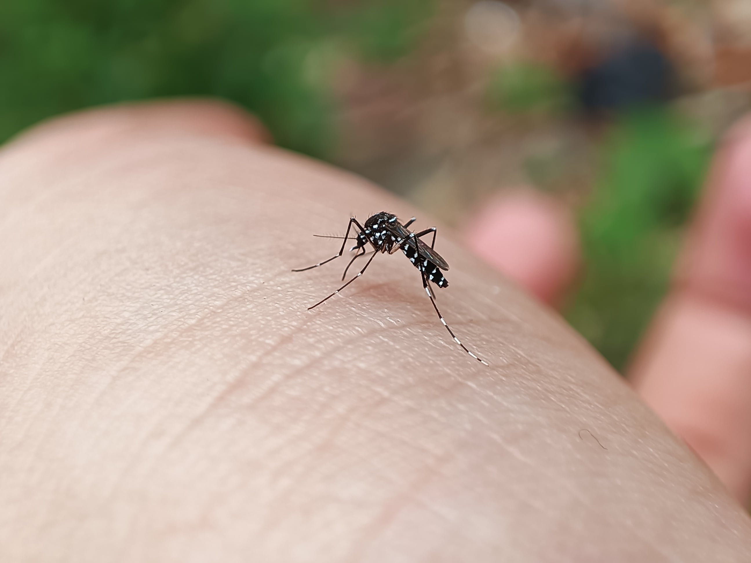Imagen de archivo de un mosquito tigre