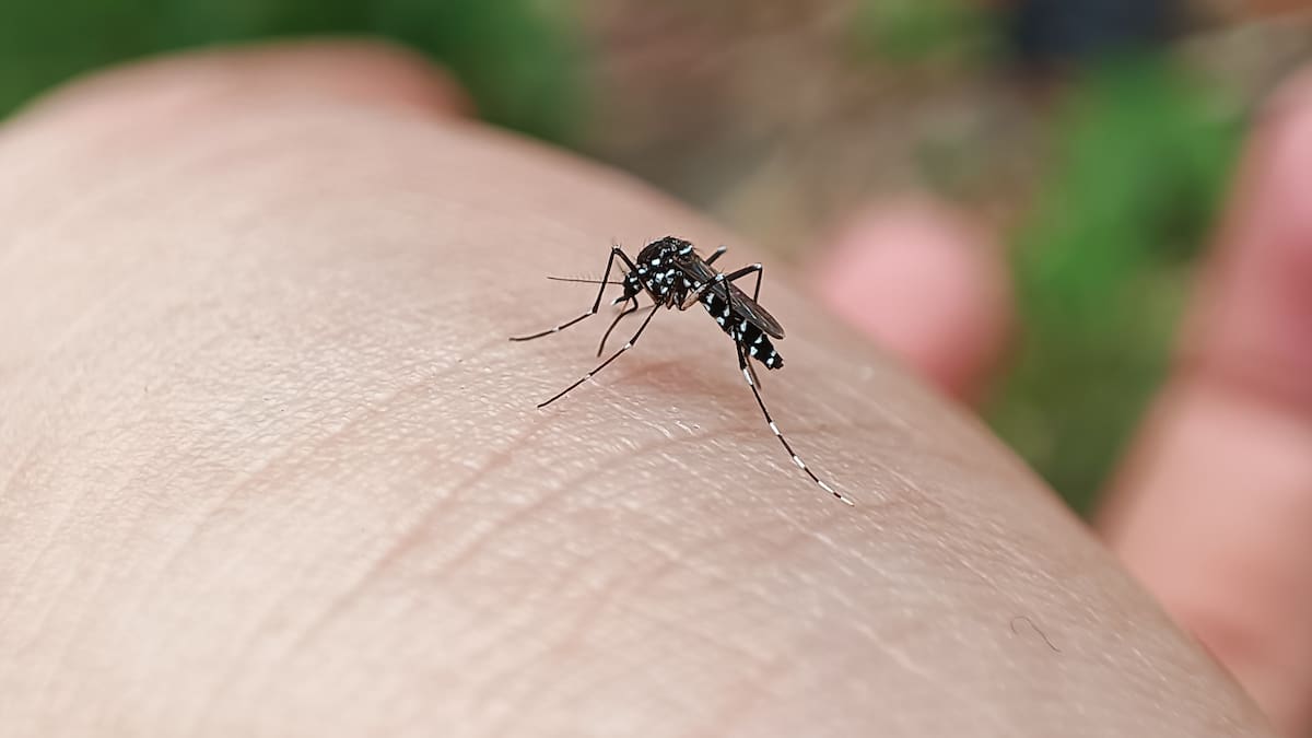 Aumenta la presencia de mosquito tigre en el barrio de Sector 3 de Getafe