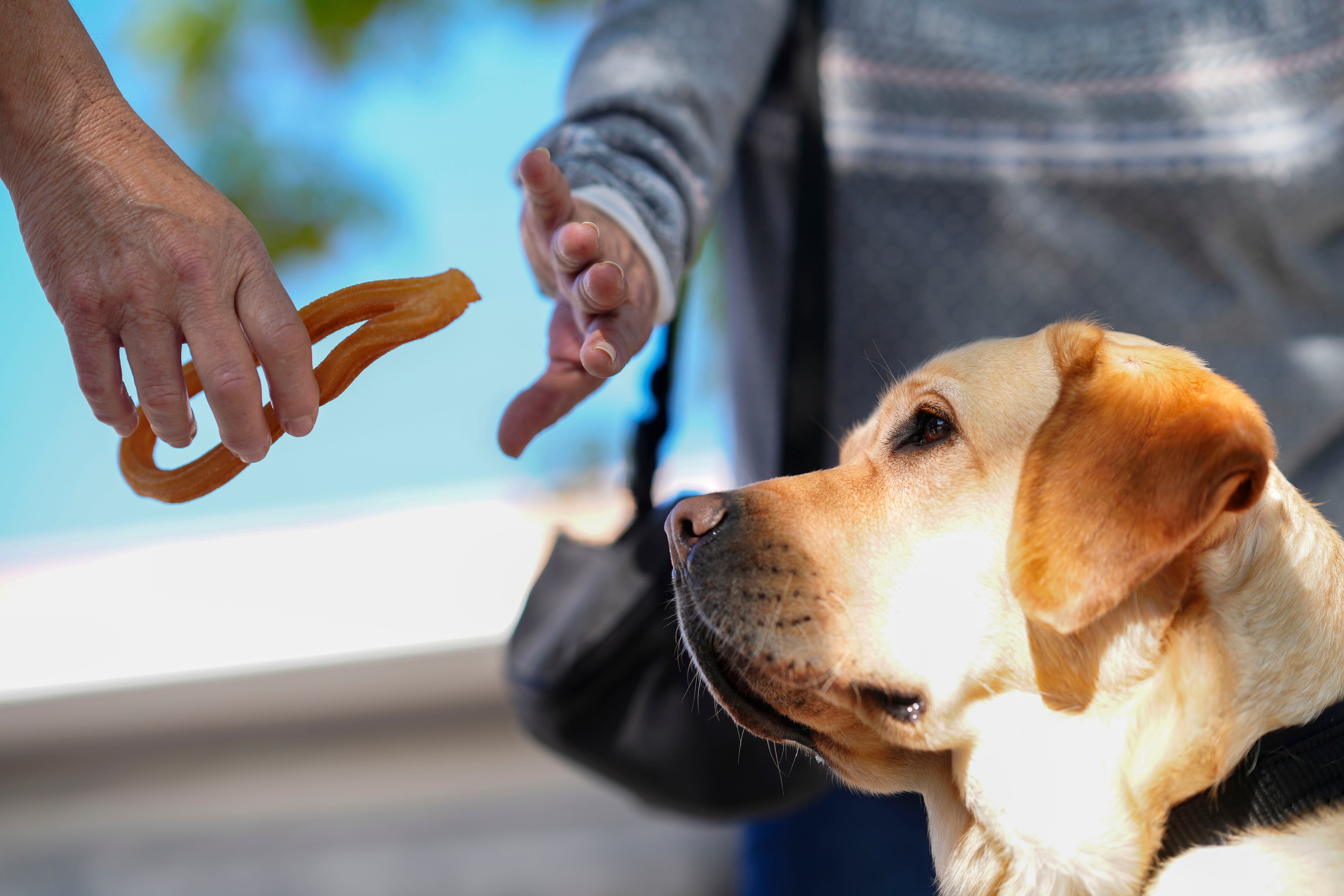 Piden que no se dé comida a los perros guía.