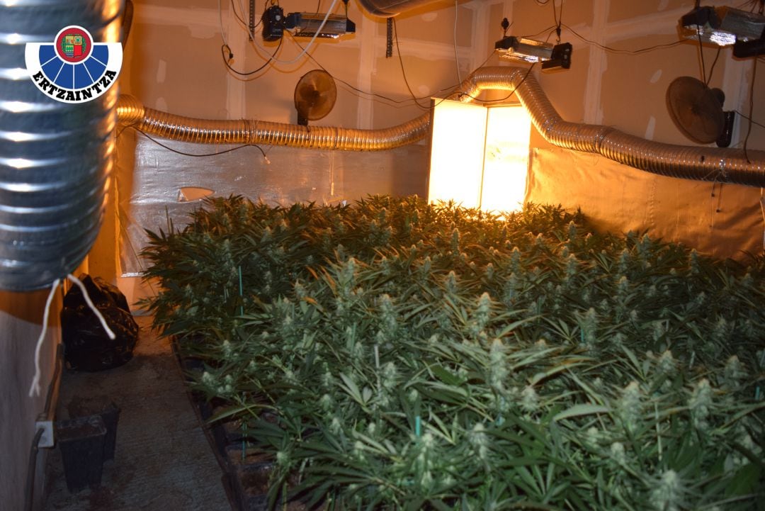 Dos detenidos tras encontrar en un pabellón industrial una plantación “indoor” de marihuana con 1136 plantas