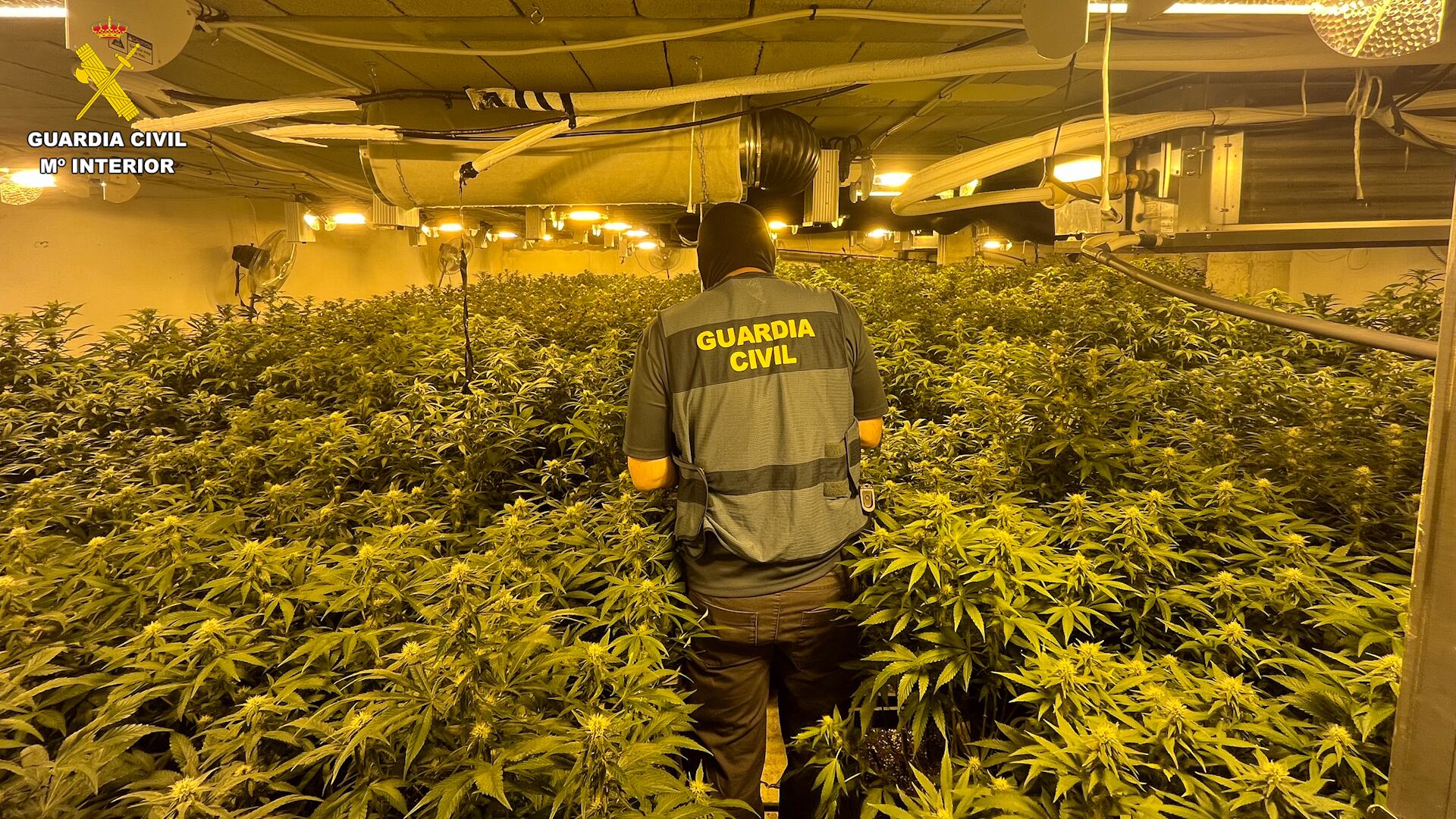 La Guardia Civil desmantela en la Vega Media un grupo criminal que cultivaba y exportaba marihuana a Europa