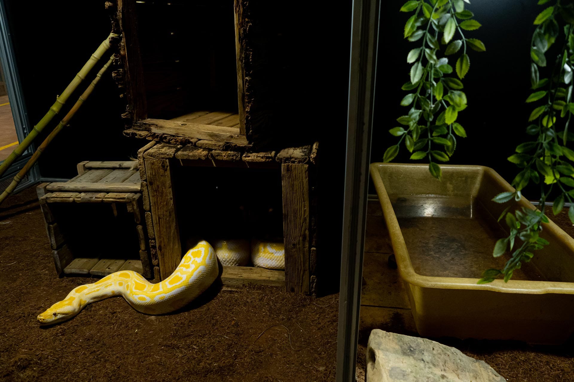 Una de las serpientes que se pueden ver en la zona del Reptilarium. / bbkkarpinfauna.com