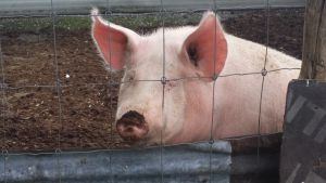 Mariano, el cerdo de Lamaino Etxeberri