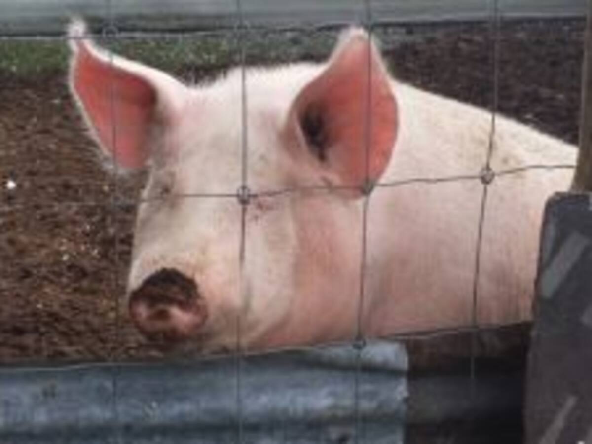 La Junta espera unos dos mil sacrificios en la presente campaña de matanzas domiciliarias