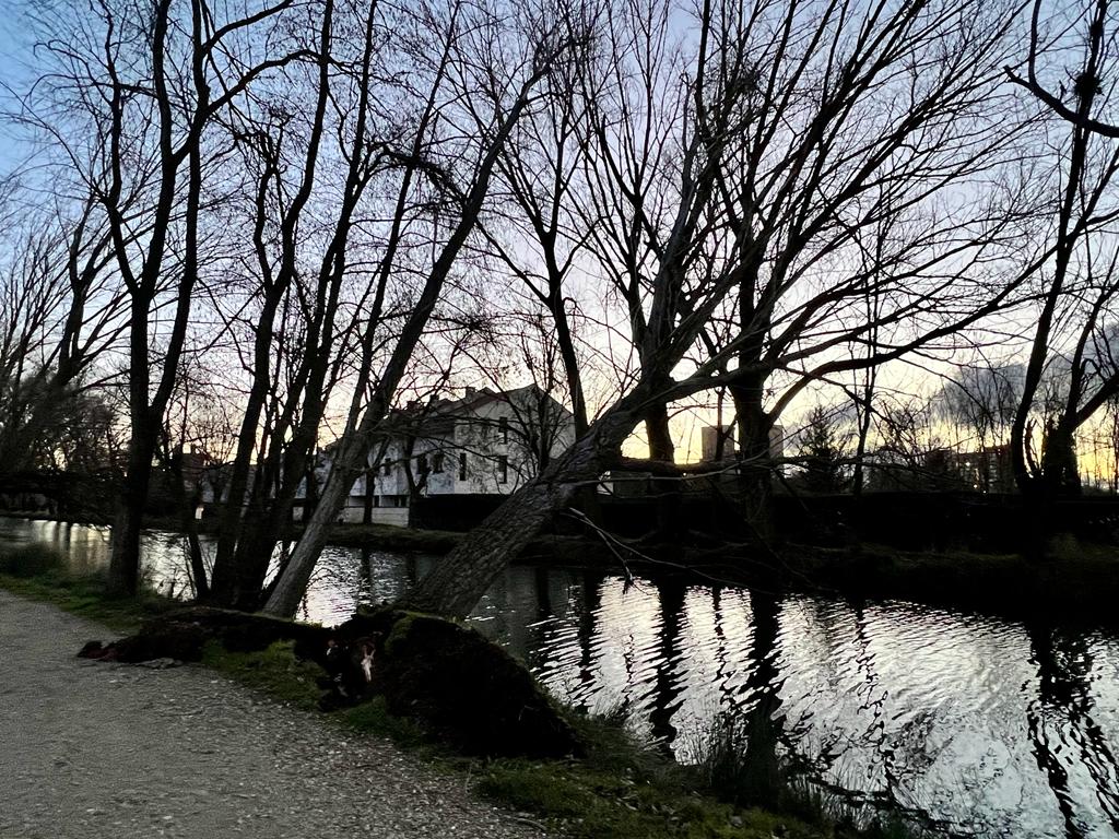 Así amanecían dos árboles en el ramal del Canal de Castilla de Palencia