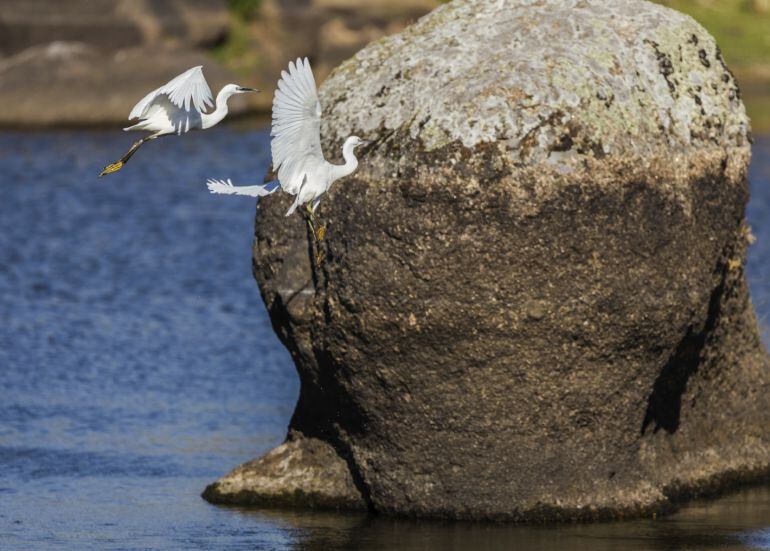 Garzas en Los Barruecos