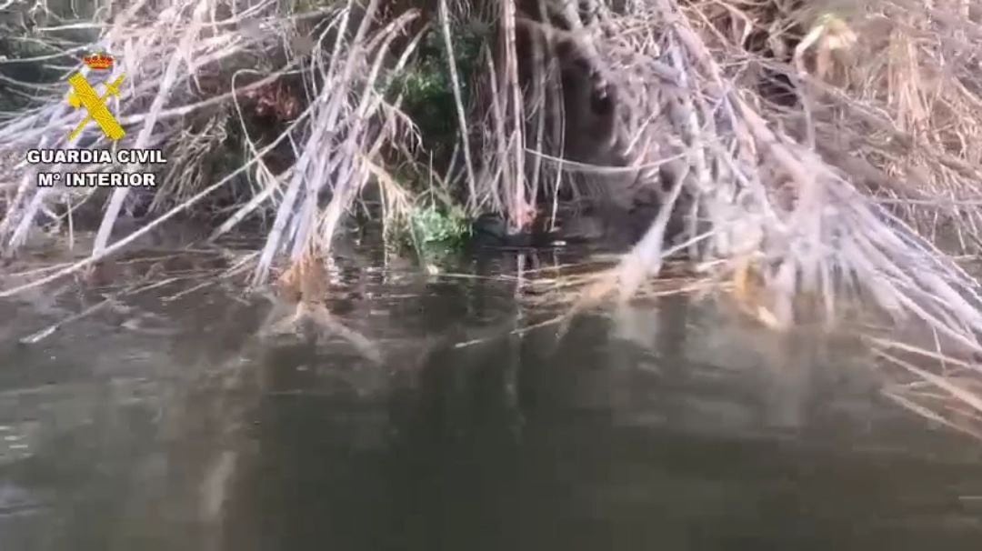 Las cañas entre las que se ocultaba el cadáver