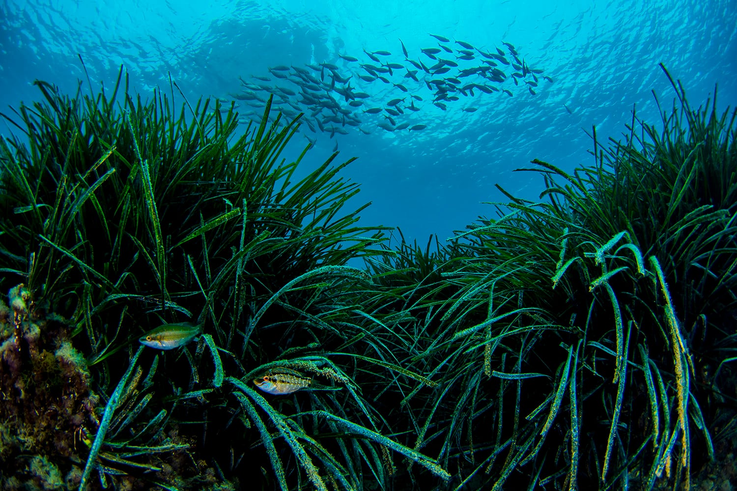 Praderas de posidonia