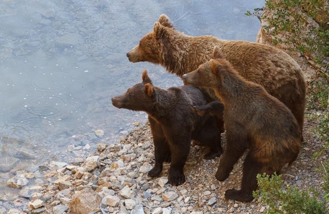 Osos en el parque de El Hosquillo, en la Serranía de Cuenca.