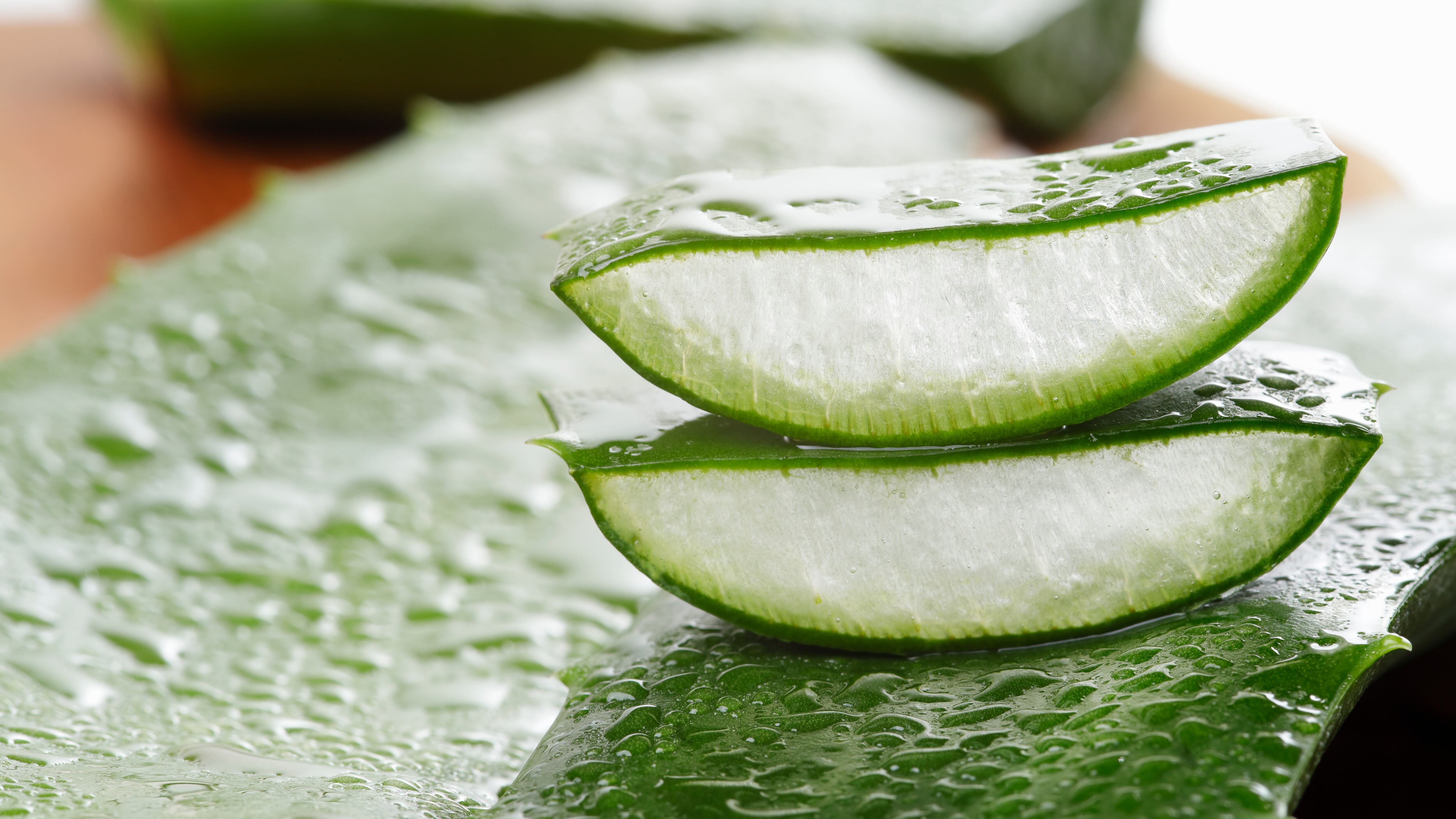 Green aloe vera plant with water droplets