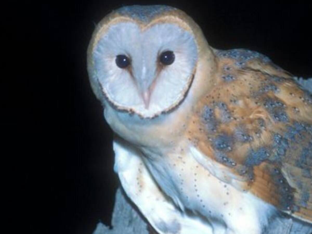 La lechuza común es elegida como Ave del Año 2018