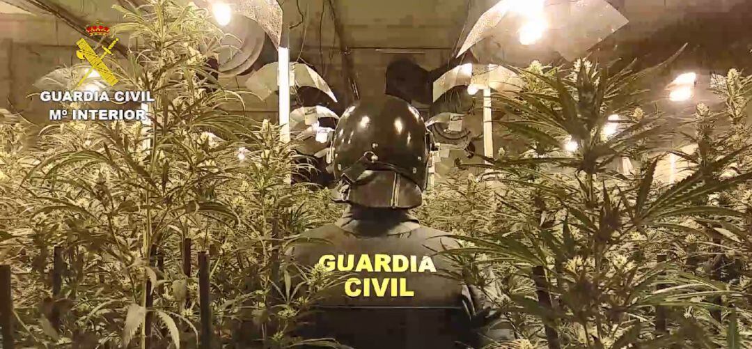 Imágenes de las plantas de marihuana incautadas