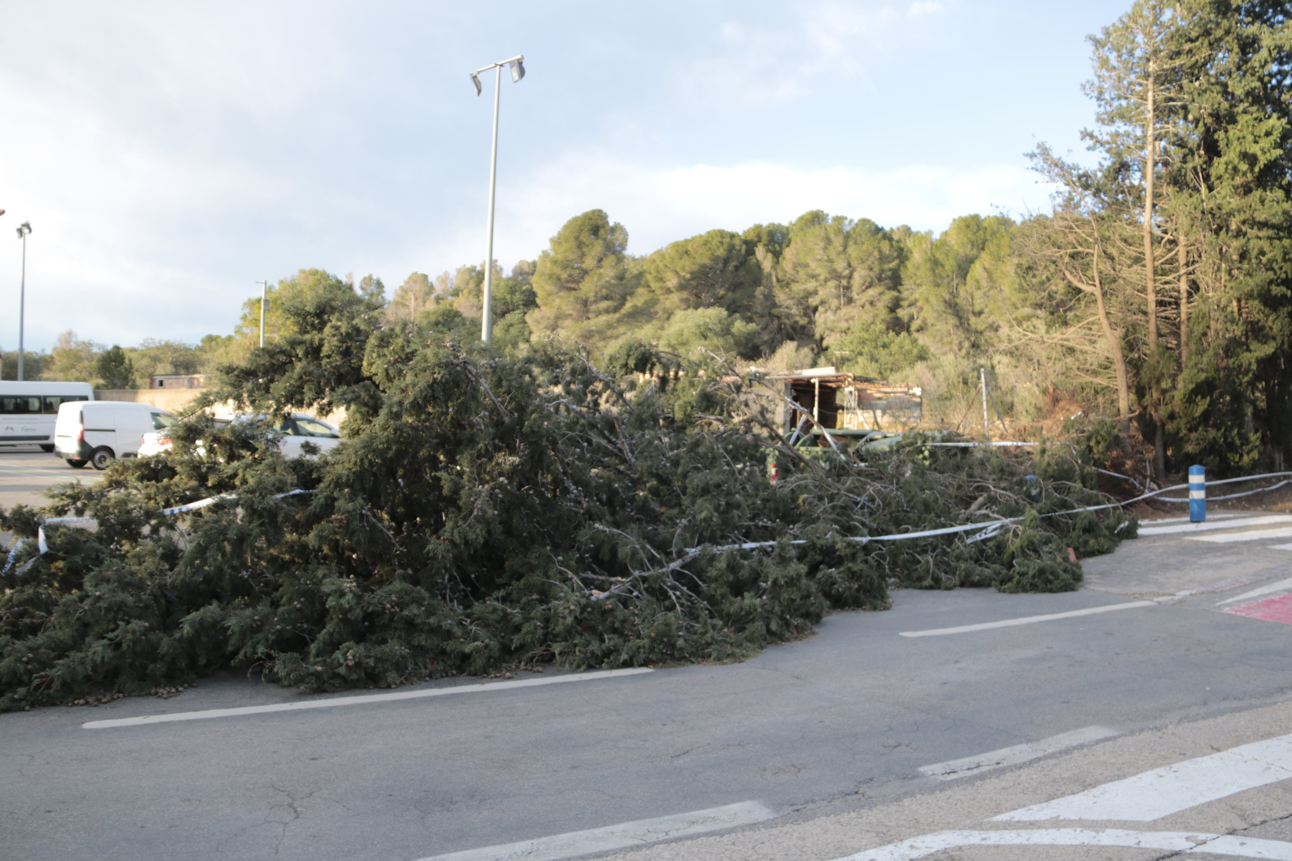 Un arbre caigut pel temporal de vent a Mont-roig del Camp durant el gener