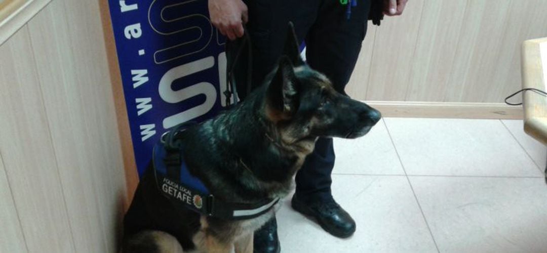 Moira es la primera perra de la Unidad Canina de la Policía Local de Getafe y a ella se han sumado otras tres.