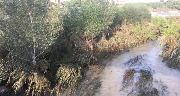 Plantaciones de bosque de ribera en la contraparada (Murcia)