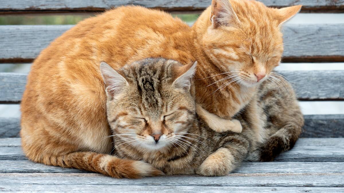 Mercedes Sánchez. Veterinaria