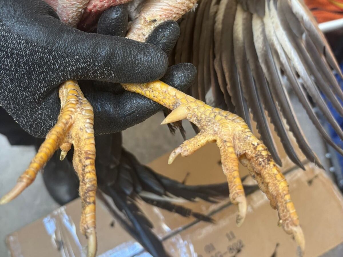 Patas de uno de los gallos rescatados de un criadero en ruinas del barrio de Natzaret, en València.