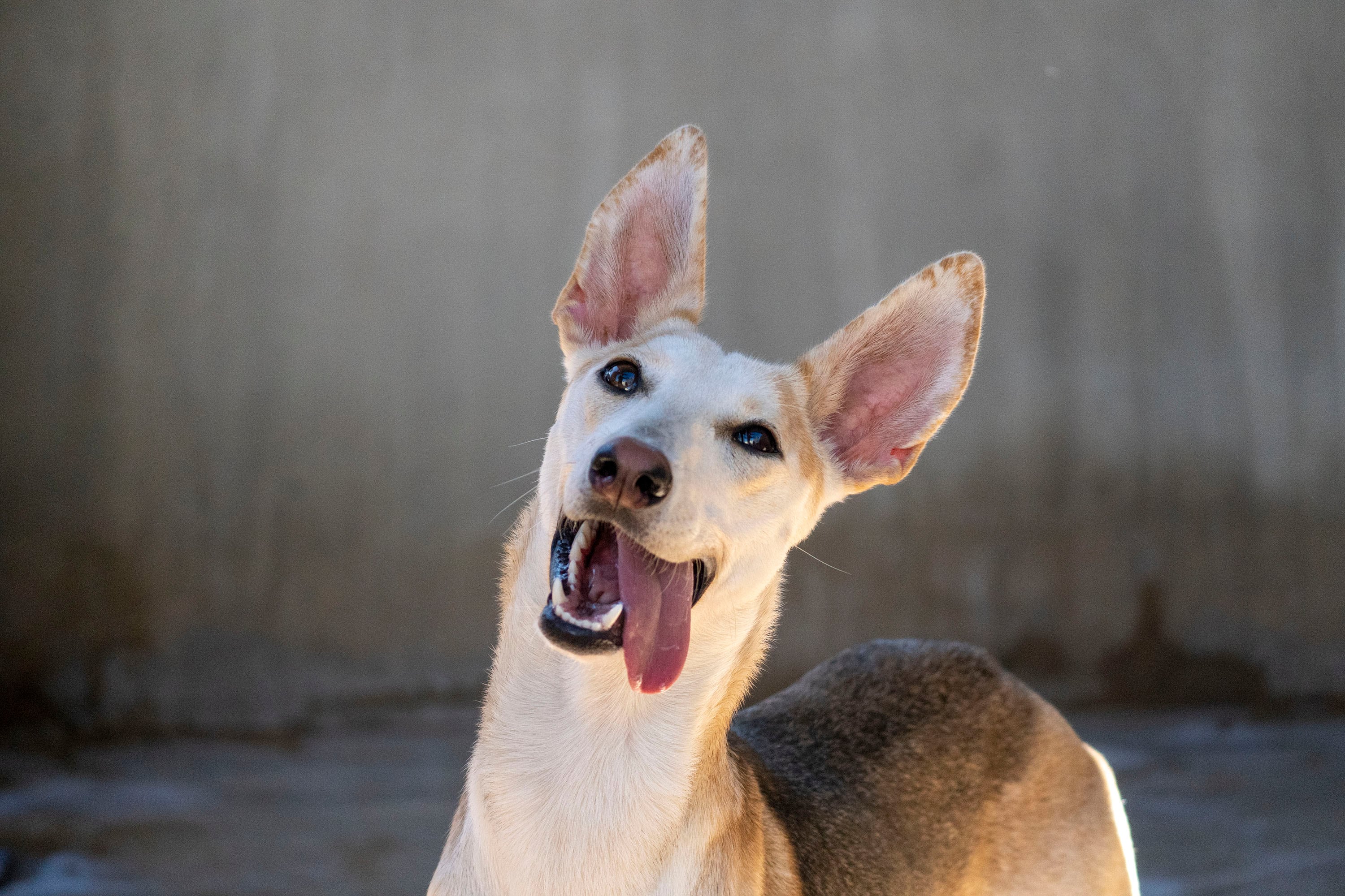 25º desfile de perros en busca de un hogar de A.U.P.A. y Fundación BIOPARC