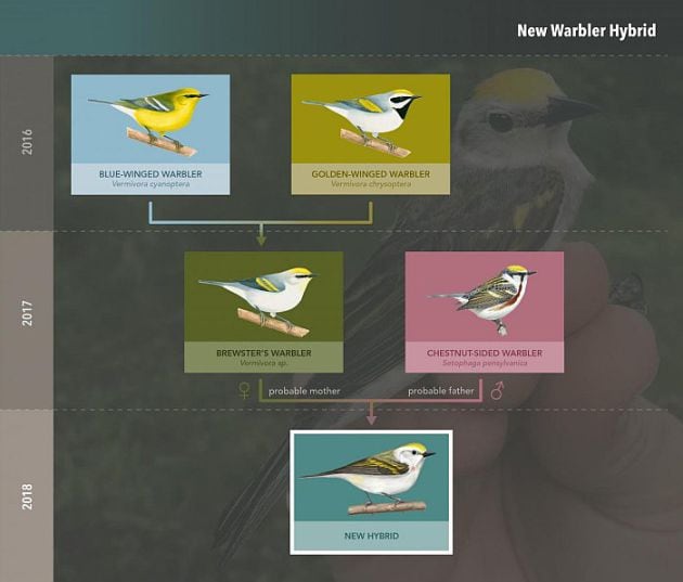 El primer híbrido de tres especies distintas.