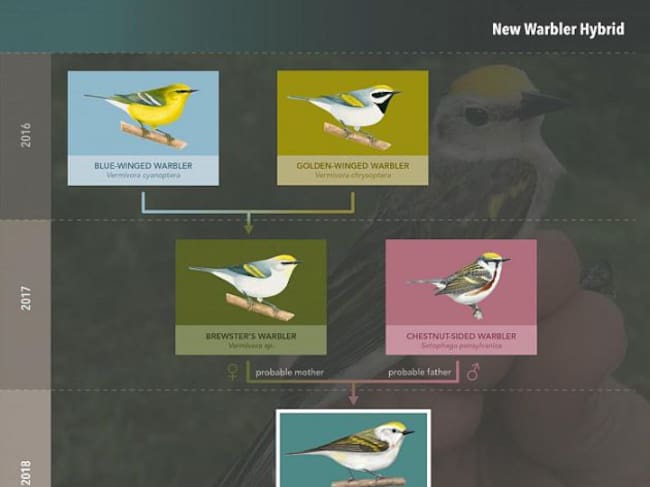El primer híbrido de tres especies distintas.