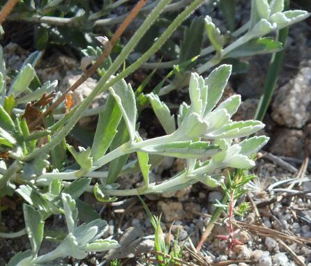 Ejemplar de Phalacrocarpum oppositifolium