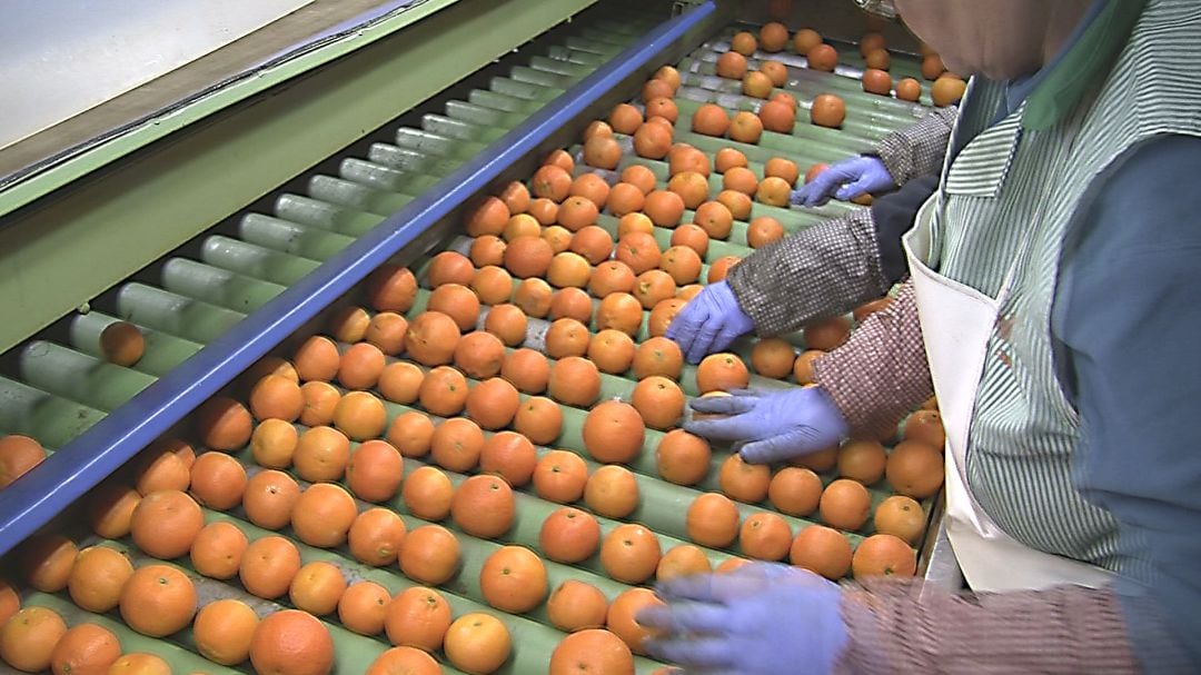 Trabajadoras en un almacén de naranjas