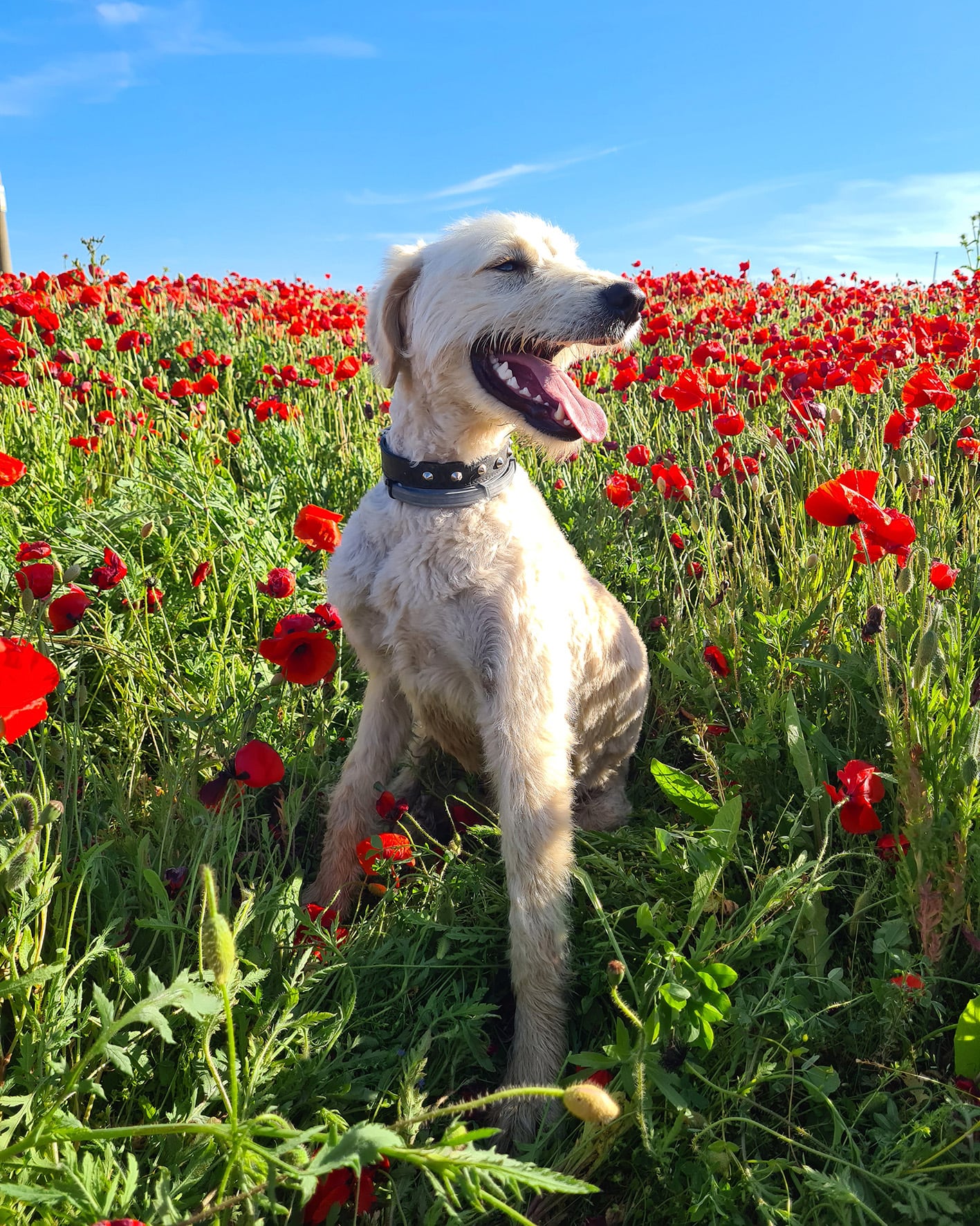 Max, protagonista de la foto ganadora del concurso de fotografía Perros en Adopción, organizado por Salvamento Animal Burgos y Napame (Nueva Protectora Animales Abandonados Las Merindades)