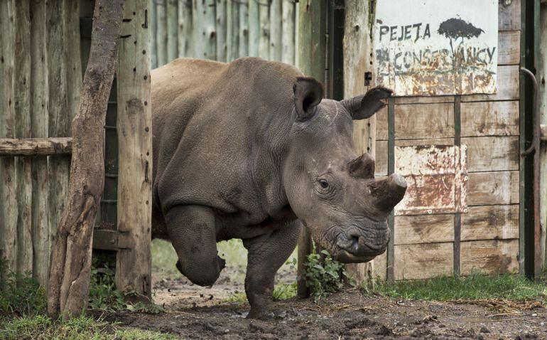 Rinoceronte blanco, en peligro de extinción