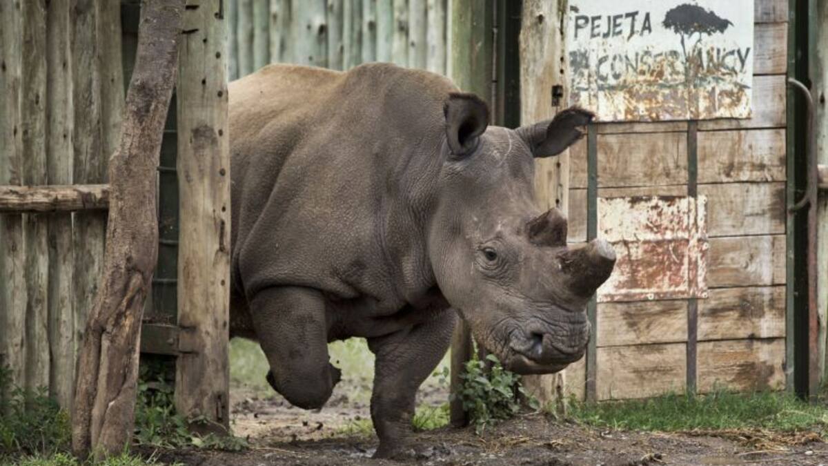 'Cryo-Zoo', El "Arca de Noé" que almacena células de especies amenazadas en Barcelona