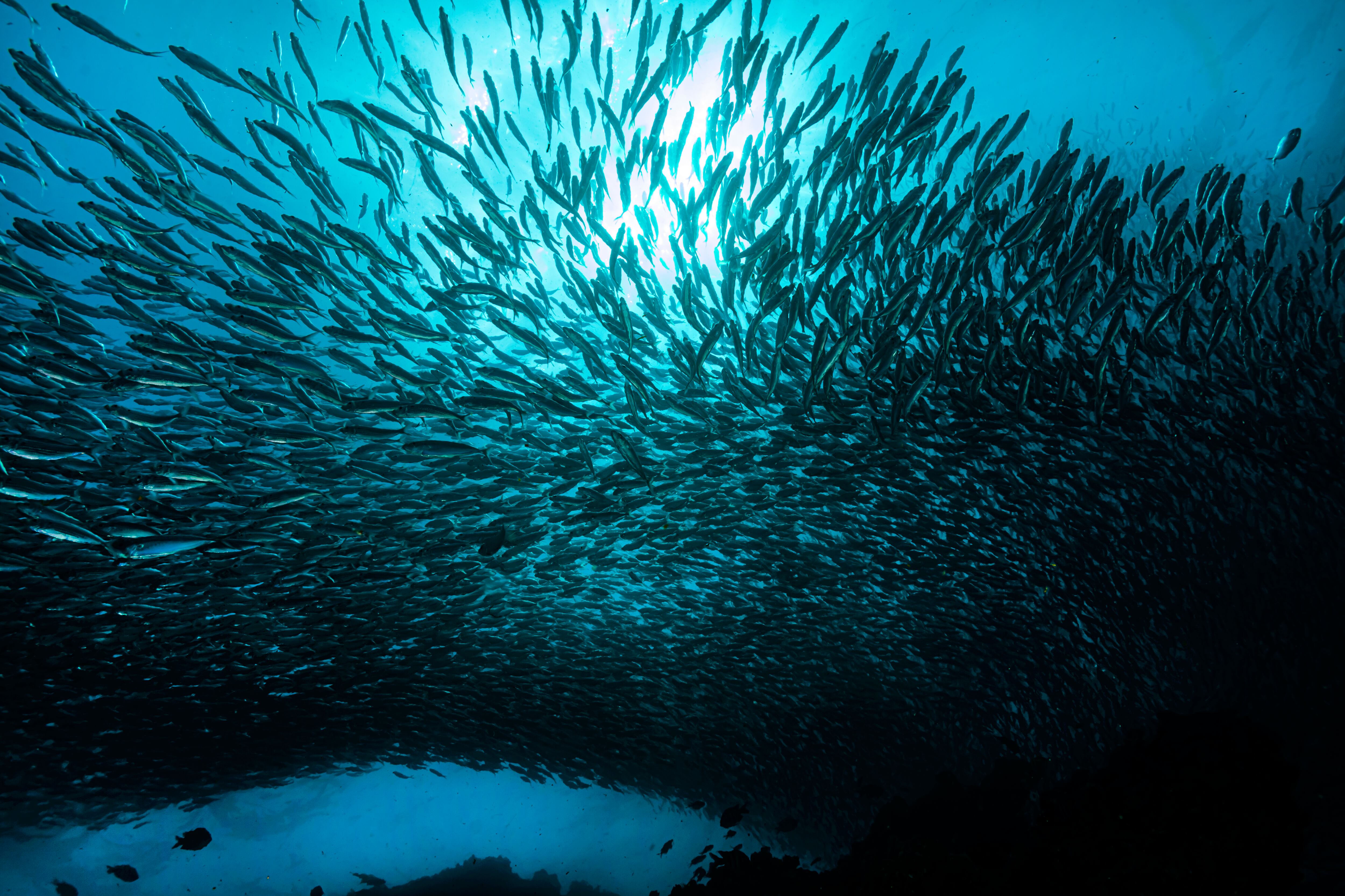 Un banco de anchoas.