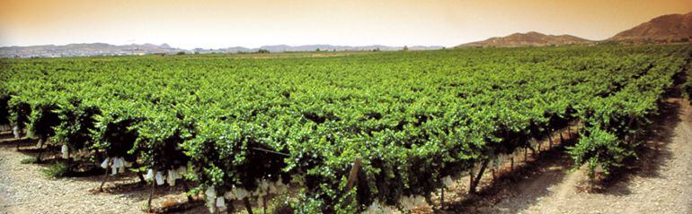 Panoramica del Valle de la Uva