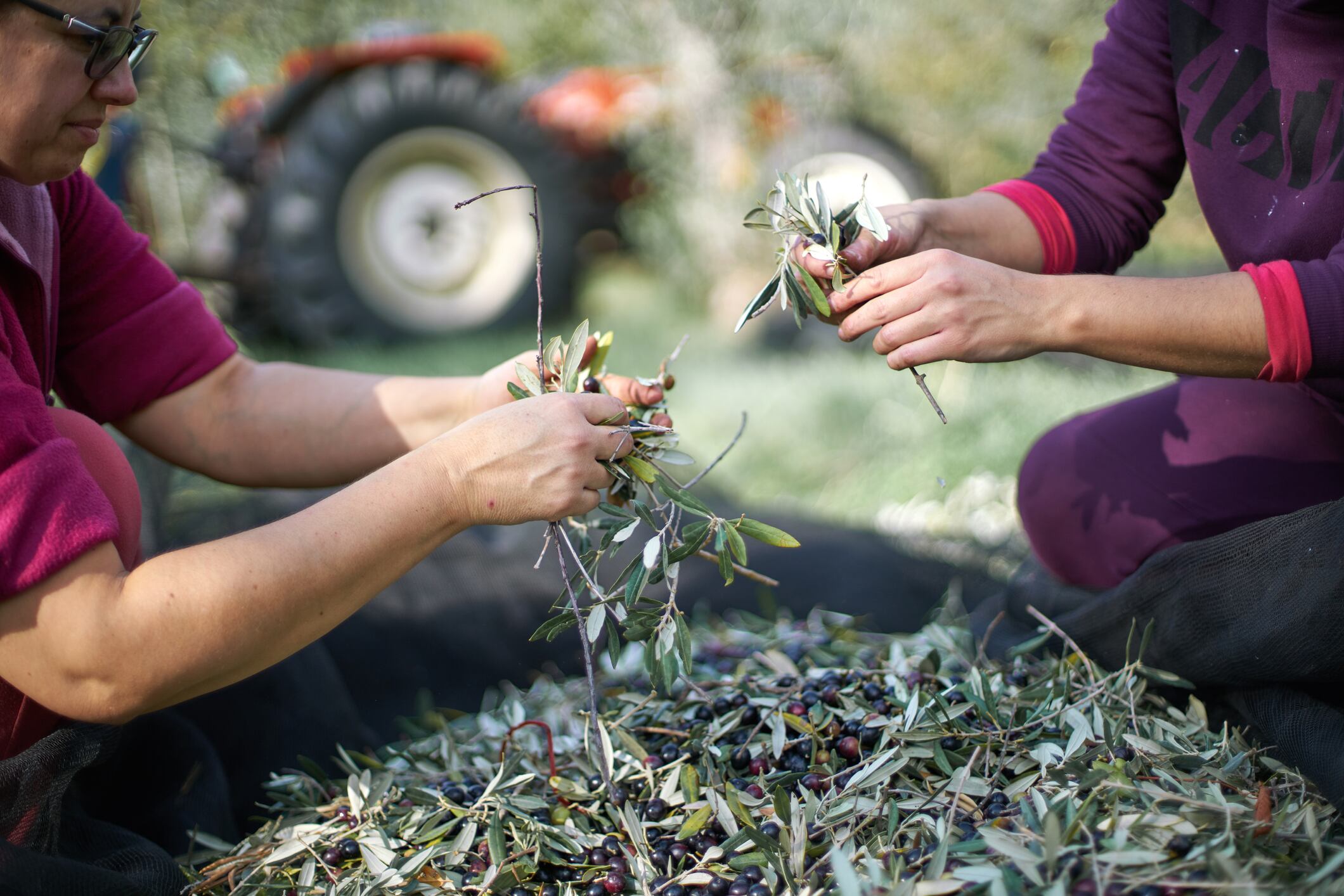 Agricultores durante la recogida de la aceituna en los olivares