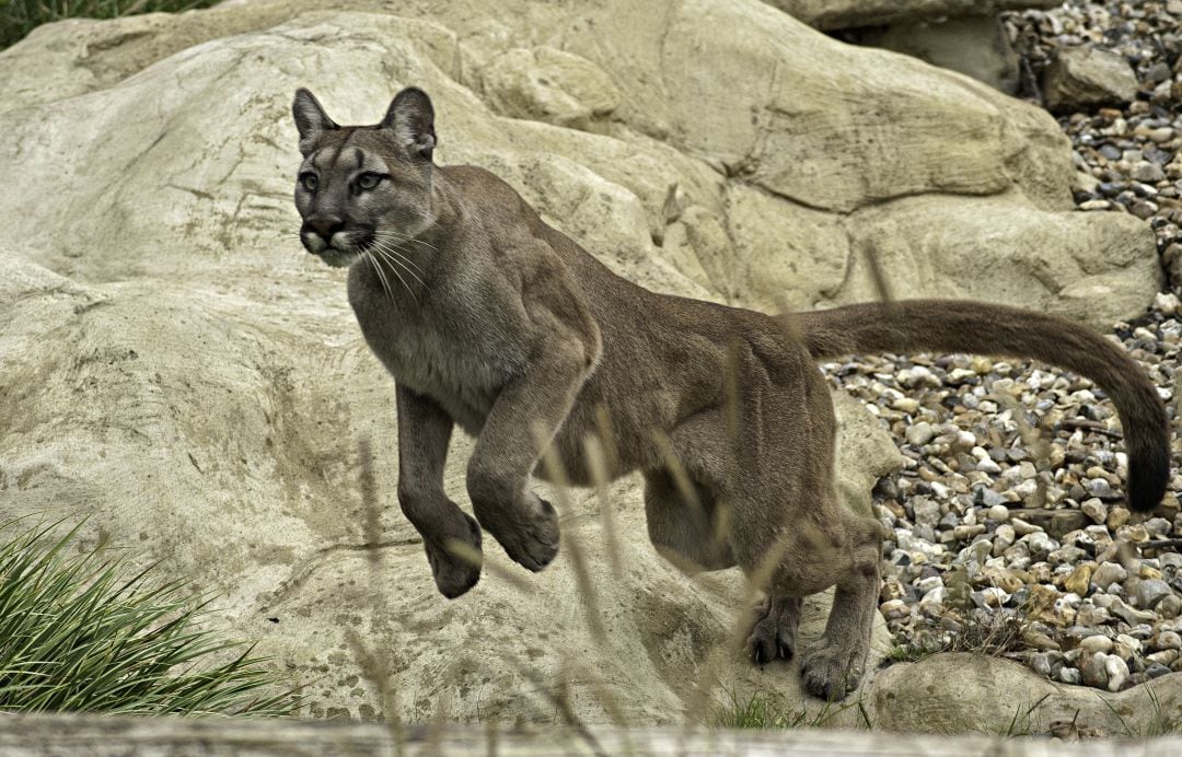 El puma atacó al hombre mientras corría en Colorado.